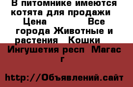В питомнике имеются котята для продажи › Цена ­ 30 000 - Все города Животные и растения » Кошки   . Ингушетия респ.,Магас г.